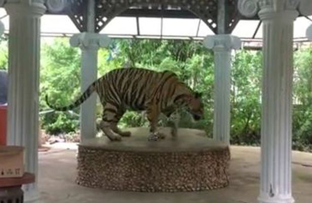 泰国动物园将老虎拴在圆台上供游客拍照遭抗议