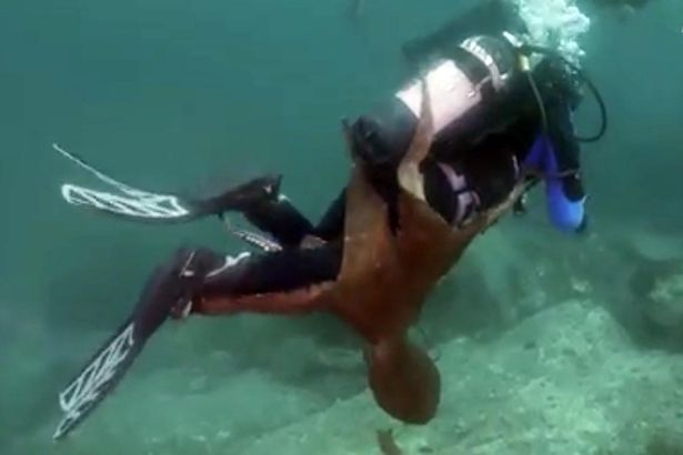 后怕！俄潜水员遭巨型章鱼抱腿攻击差点被咬