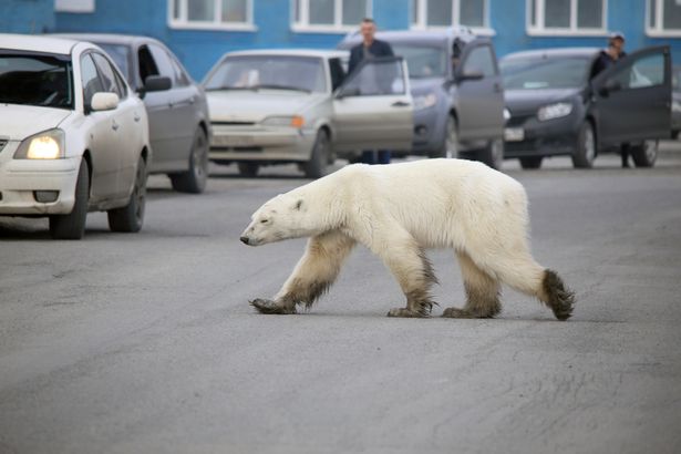 俄罗斯一市区现瘦弱北极熊 为觅食跋涉1500公里