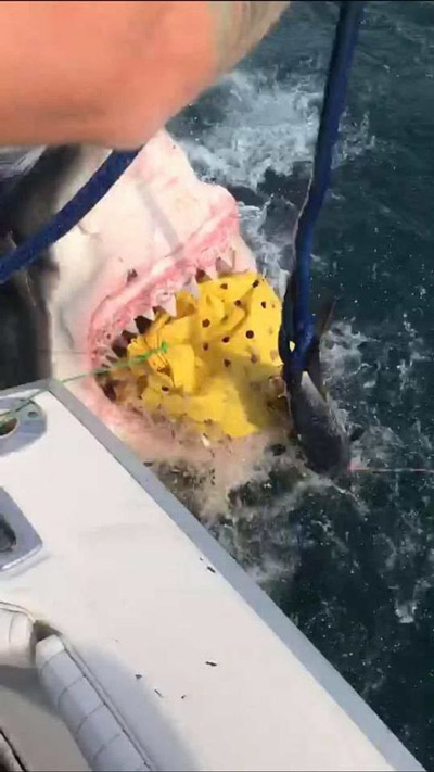 美东海岸大白鲨跃出海面震惊垂钓者 场面堪比大片