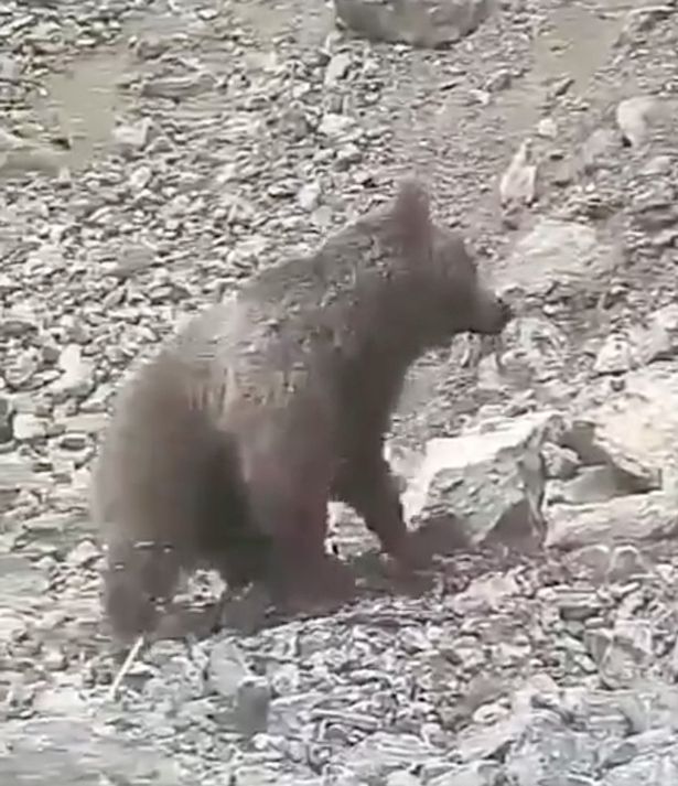 残忍！伊朗村民用石头砸死幼熊引发众怒