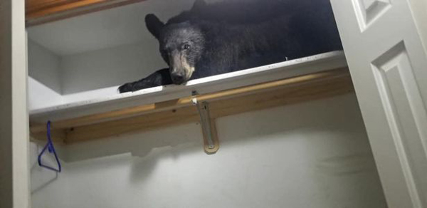 美国一黑熊闯入居民家衣柜 将门反锁打盹