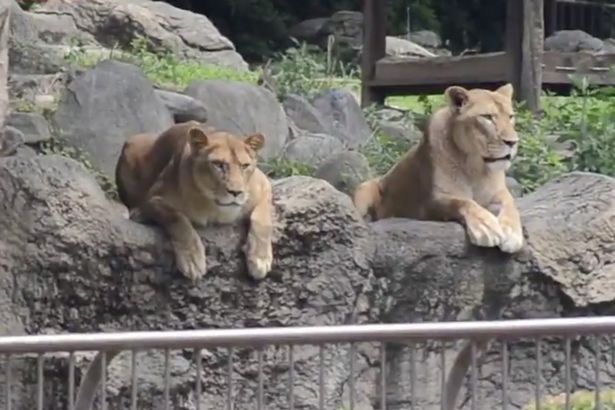 日本动物园为防狮子出逃 自导自演“杀狮儆狮”演习