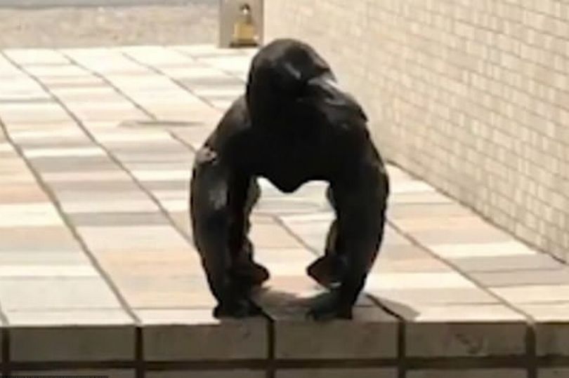 日本网友拍到一只乌鸦神似大猩猩 走红社交网络