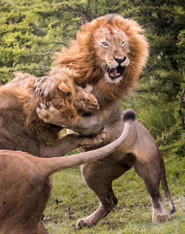 肯尼亚野生动物园二狮争雄 斗争场面激烈