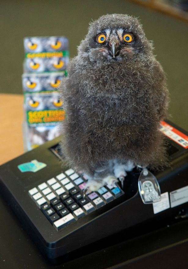 英一只雪鸮宝宝用小爪子“操作”收银机 可爱至极