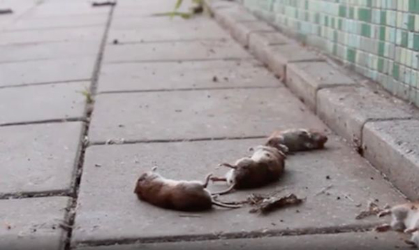 荷兰街头数百只田鼠跳出沟渠死亡 原因成谜