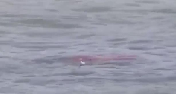 美国佛州海滩几米处现约4米长鲨鱼 引游泳者恐慌