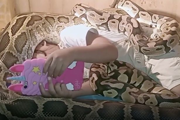 印尼三岁女童被6条蟒蛇环绕 淡定看动画片毫不胆怯