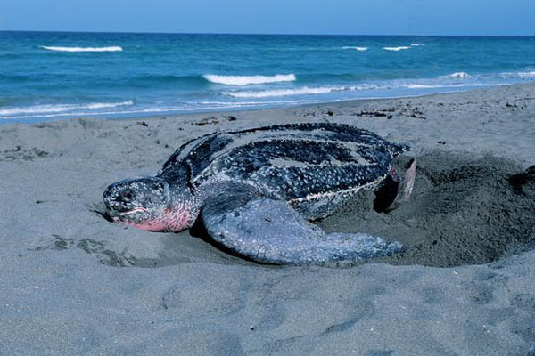“无知”游客在美国佛州海滩挖濒危海龟遭谴责