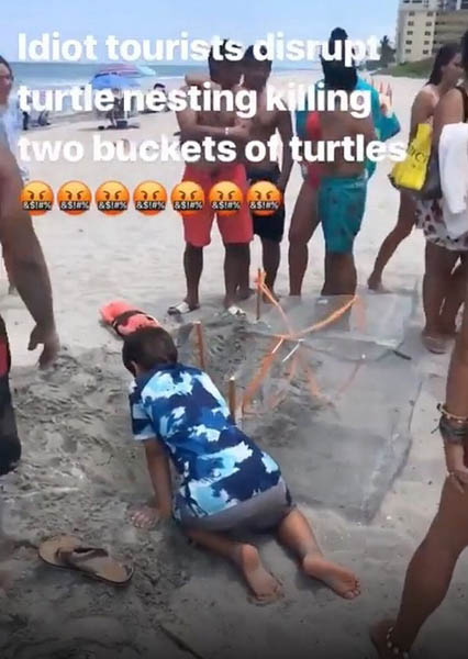 “无知”游客在美国佛州海滩挖濒危海龟遭谴责