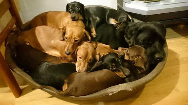 英铲屎官成功让16只腊肠犬坐在楼梯上拍集体照