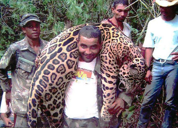 巴西7人非法偷猎团伙落网 一男子累计杀害1000只美洲虎