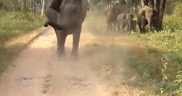 印度野生动物园惊魂：愤怒大象冲向游客汽车