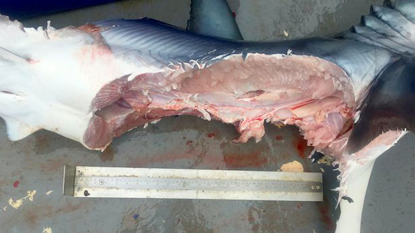 可怕！近4米长大白鲨遭同类攻击 几乎被撕咬成两半