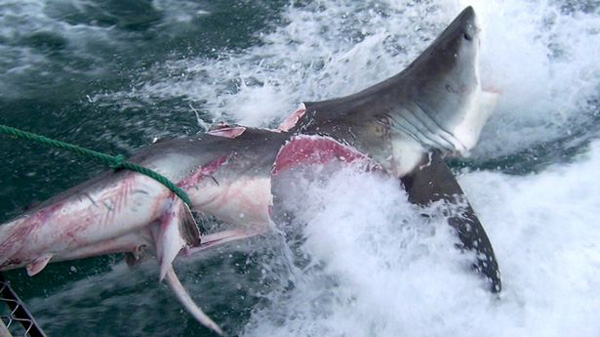 可怕！近4米长大白鲨遭同类攻击 几乎被撕咬成两半