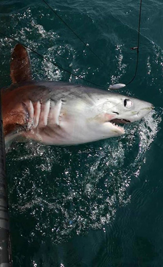 英国渔民在近海捕获2.4米长鼠鲨 与大白鲨是“近亲”