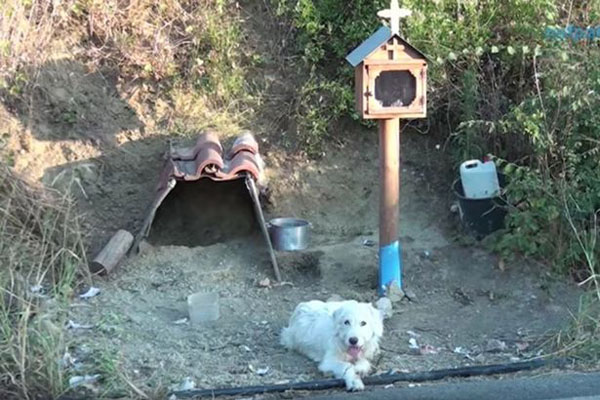 狗主人车祸去世 希腊一忠犬原地守候18个月