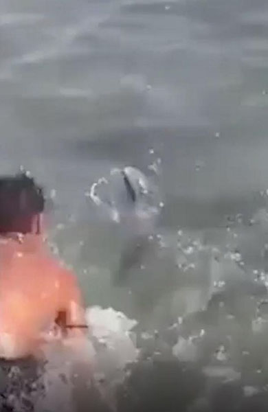 残忍！剑鱼游到海边产卵被游客投石砸死