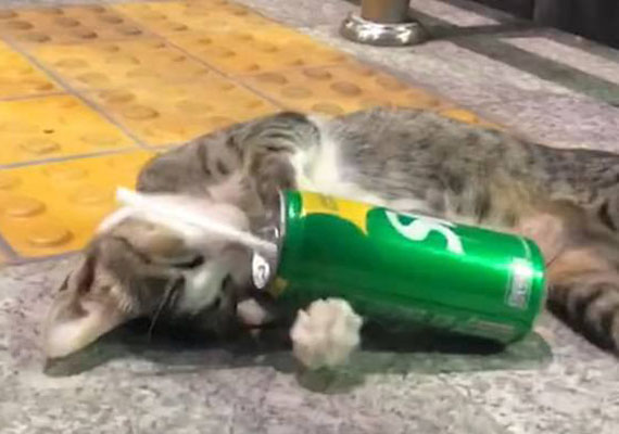 泰国猫咪紧抱饮料瓶睡觉似醉汉 可爱至极