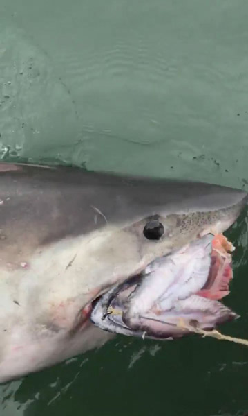 美国渔民在金门大桥附近捕获2.4米长大白鲨