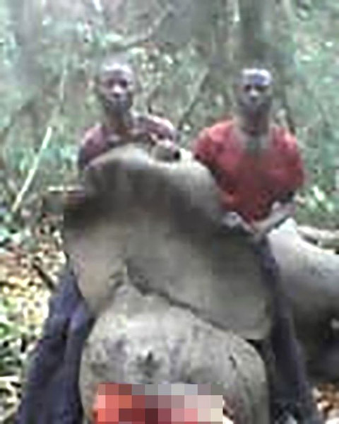 摄影师拍大象被残忍“肢解”照片引发关注