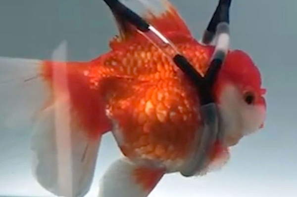 韩国一动物爱好者为患病金鱼制作“水下轮椅”