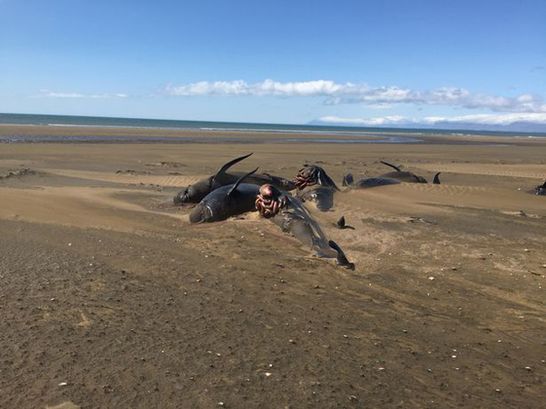 冰岛海滩现50余头领航鲸尸体 游客乘直升机拍下惊人一幕