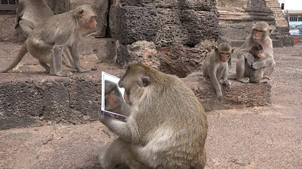 奇妙！泰国动物园猴子拿走游客镜子 认真观察镜中的自己