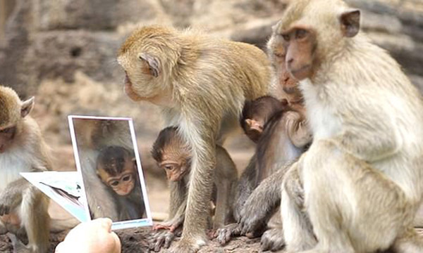 奇妙！泰国动物园猴子拿走游客镜子 认真观察镜中的自己