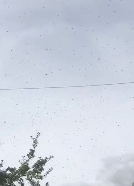 惊悚！5万只蜜蜂聚集成“黑云”笼罩英居民家屋顶