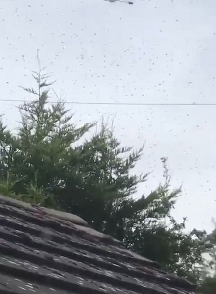 惊悚！5万只蜜蜂聚集成“黑云”笼罩英居民家屋顶