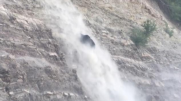 智利一黑熊多次试图爬上陡峭岩壁 屡屡失败落荒而逃