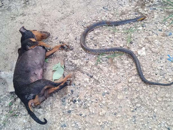 菲律宾两只宠物狗为保护小主人与眼镜蛇搏斗 一死一伤