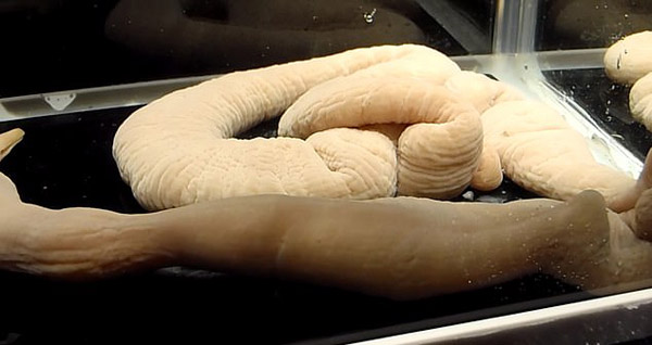 日本一水族馆海虫吞食整条死鱼 画面“恶心但可爱”