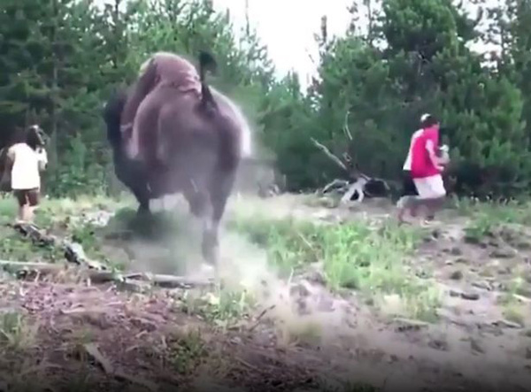 美国黄石公园一头野牛发怒将9岁女童扔向空中