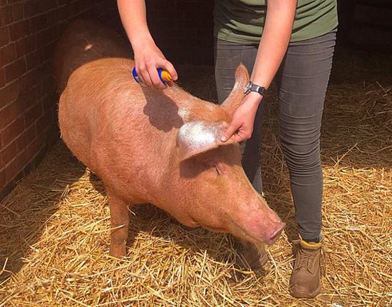 英国一农场为避免猪被晒伤给母猪涂防晒霜