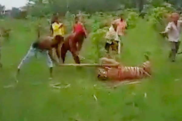 印度一老虎袭击村庄致10人受伤 被村民殴打致死