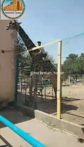哈萨克斯坦一醉汉翻越动物园围栏骑长颈鹿