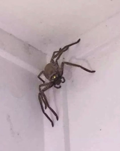 吓哭了！澳大利亚一女子在家中天花板上发现巨型蜘蛛