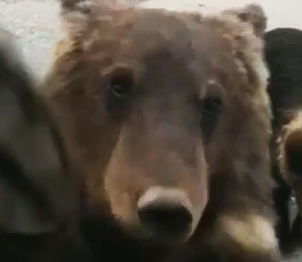 自讨没趣！俄罗斯一男子停车投喂小熊崽反遭袭击