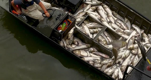 壮观！美国捕鱼工人给湖水通电捕鱼 以解决鲤鱼泛滥