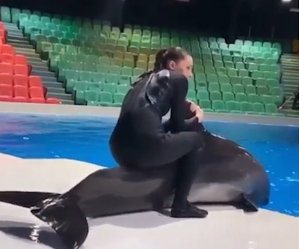 愤怒！迪拜海豚馆女训练员骑海豚被指责虐待