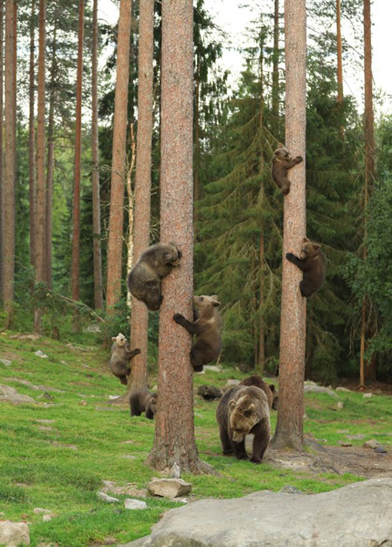 “林间托儿所”！芬兰一群小熊爬树练习 熊妈妈在旁监督