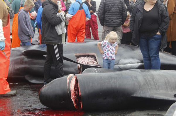 触目惊心！丹麦法罗群岛23头鲸鱼被捕杀 鲜血染红海水