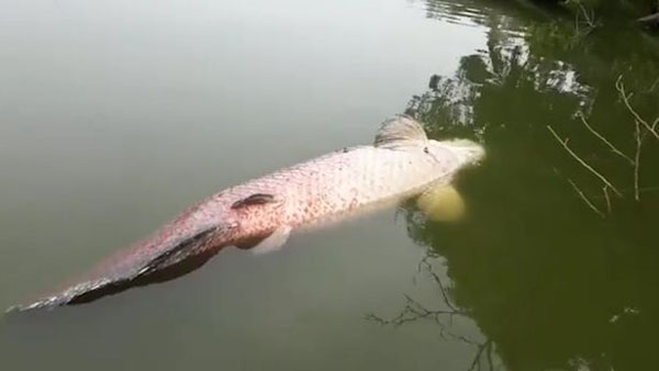 马来西亚一淡水湖中现南美巨滑舌鱼 原因不明