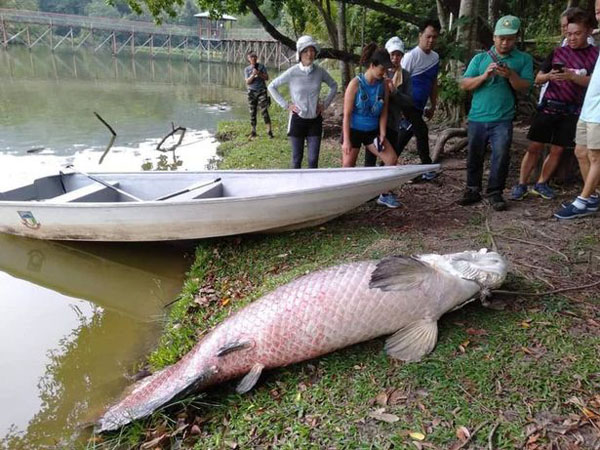 马来西亚一淡水湖中现南美巨滑舌鱼 原因不明