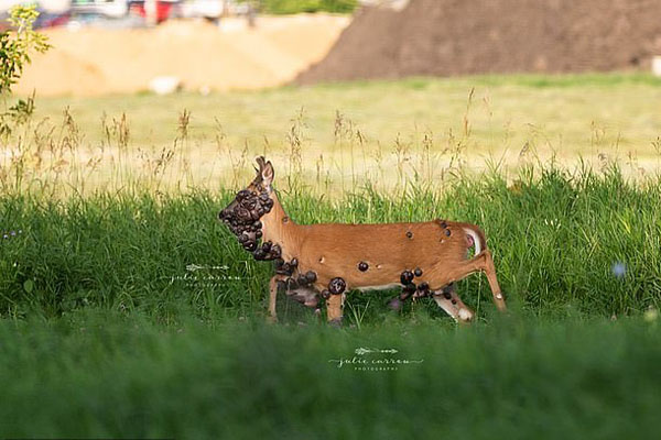 美国摄影师意外拍下长满肿瘤的野鹿 画面令人心碎
