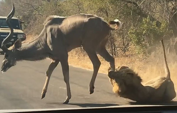 南非国家公园狮子捕食羚羊 游客目瞪口呆