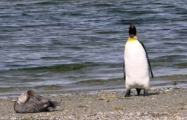 东福克兰岛一企鹅遇见鸭超紧张 小心翼翼避让